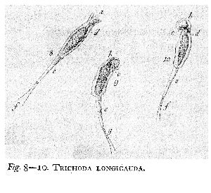 Müller, O F (1786): Animalcula infusoria fluviatilia et marina, quæ detexit, systematice descripsit et ad vivum delineari curavit.  p.216, pl.31, figs.8-10
